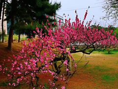 -海棠花溪(元大都城垣遗址公园)