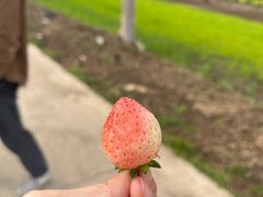 -胜丰草莓采摘园