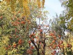 -三里屯东五街银杏大道