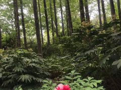 -上海醉白池公园