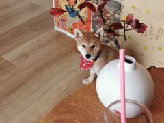 -柴犬小屋·柴餐厅·狗咖食堂(金鼎广场店)