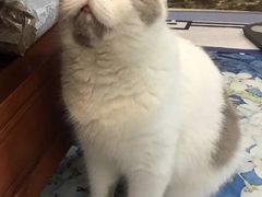 -灵美宠物诊所