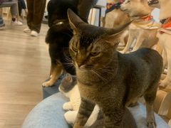 -柴迷FANS CLUB·柴犬狗咖·猫咖
