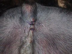 -宠颐生宠物医院·心肾内科·猫专科诊疗中心宠巢店