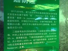 -嘉荫恐龙国家地质公园