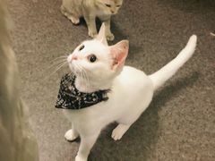 -猫色咖啡·猫咖