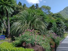 -深圳仙湖植物园