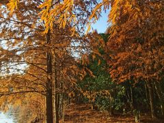 -上海海湾国家森林公园