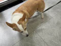 -半岛宠物医院24小时(白果林店)