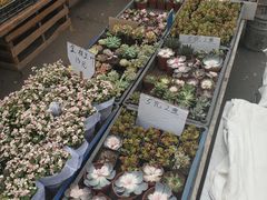 -哈尔滨道外花鸟鱼市场