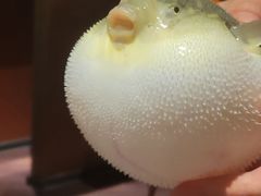 -肆月河豚·淮扬菜·湘菜(华天店)