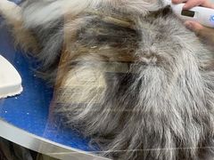 -瑞鹏宠物医院·骨科·猫科·内科(第一中心)