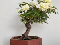 -郑州植物园