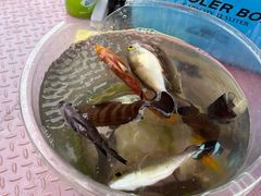 -小猫钓鱼海钓俱乐部(椰梦长廊店)