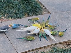 -森波拉奇妙世界