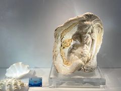 -中国地质博物馆