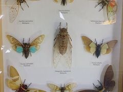 -上海大自然野生昆虫馆(东方明珠·爬宠昆虫探索中心)