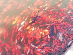 -石家庄市植物园