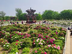 -曹州牡丹园