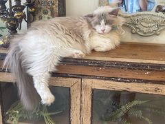 -共舞时光猫咖·狗咖(新街口店)
