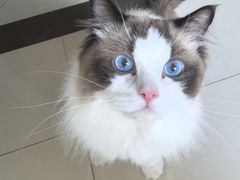 -久久宠物(河东万达店)