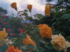 -国家植物园南园