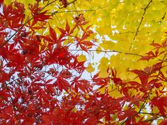 -洛阳白云山景区