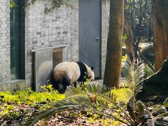 -都江堰中华大熊猫苑