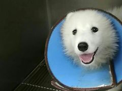 -安安宠医宠物医院·异宠·犬猫内科(岳阳分院)