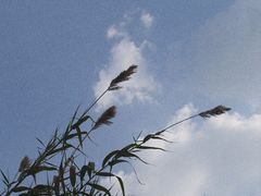 -白鹭湾湿地公园