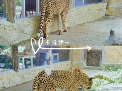 -上海野生动物园
