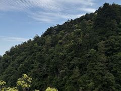 -天目山大树王景区