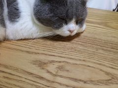 -李小姐の猫咖啡馆(五角场店)