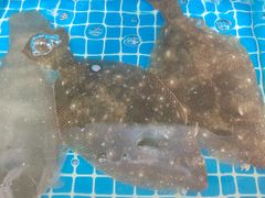 -宾朋海鲜饭庄(兴海路店)