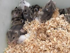 -中环花鸟鱼虫市场