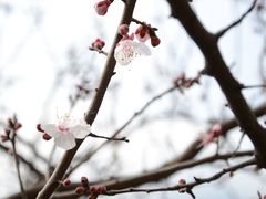 -香雪海