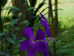 -南宁良凤江国家森林公园