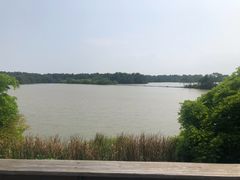 -大湾区中央湿地公园