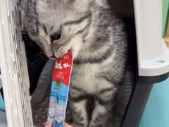 -四月宠物医院·猫专科·心脏专科·内科(转塘店)
