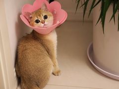 -Bastet sally猫舍购宠(静安店)