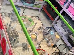 -钓仓鼠(洋桥北里小区店)
