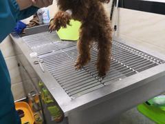 -安安宠医·安宠宠物医院