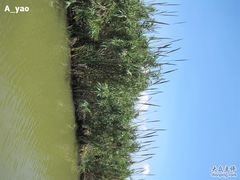 -大湾区中央湿地公园