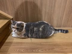 -藦茜花园宠物主题亲子互动体验馆(国顺东路店)
