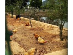 -树山生态村