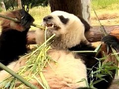 -西霞口神雕山野生动物世界