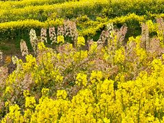 -三圣花乡旅游区