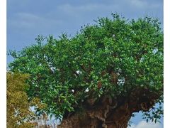 -奥兰多迪士尼动物王国乐园