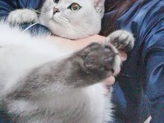 -北京恒爱动物医院(清景园分院)