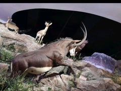 -陕西自然博物馆